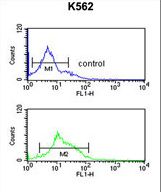 ZO1 Antibody flow cytometry of K562 cells (bottom histogram) compared to a negative control cell (top histogram). FITC-conjugated goat-anti-rabbit secondary antibodies were used for the analysis.