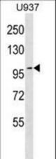 TJP2 Antibody western blot of U937 cell line lysates (35 ug/lane). The TJP2 antibody detected the TJP2 protein (arrow).