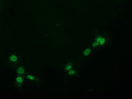 Anti-PYCRL mouse monoclonal antibody immunofluorescent staining of COS7 cells transiently transfected by pCMV6-ENTRY PYCRL.