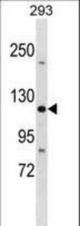 TJP3 Antibody western blot of 293 cell line lysates (35 ug/lane). The TJP3 antibody detected the TJP3 protein (arrow).