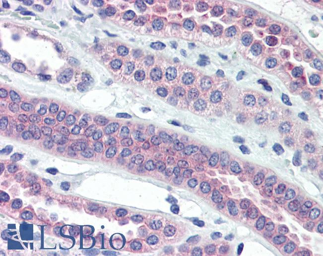 Anti-TJP3 / ZO-3 antibody IHC of human kidney. Immunohistochemistry of formalin-fixed, paraffin-embedded tissue after heat-induced antigen retrieval. Antibody LS-B2902 concentration 10 ug/ml.
