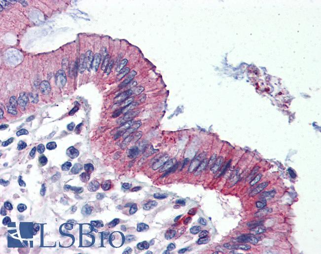 Anti-TJP3 / ZO-3 antibody IHC of human colon. Immunohistochemistry of formalin-fixed, paraffin-embedded tissue after heat-induced antigen retrieval. Antibody LS-B2902 concentration 10 ug/ml.