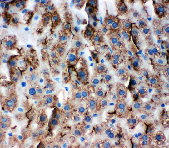 TJP3 / ZO3 antibody. IHC(P): Mouse Liver Tissue.