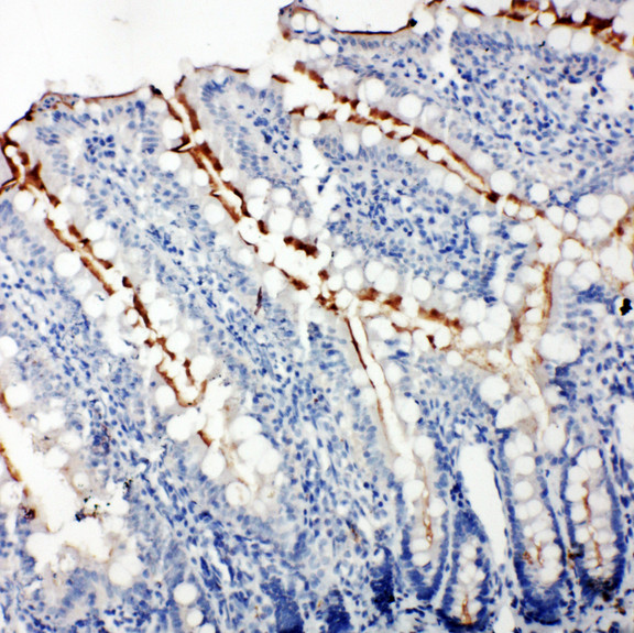 TJP3 / ZO3 antibody. IHC(P): Rat Intestine Tissue.