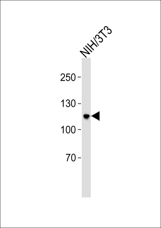 Western blot of lysate from mouse NIH/3T3 cell line with PRPF6 Antibody. Antibody was diluted at 1:1000. A goat anti-rabbit IgG H&L (HRP) at 1:5000 dilution was used as the secondary antibody. Lysate at 35 ug.