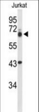 Western blot of TLE1 Antibody in Jurkat cell line lysates (35 ug/lane). TLE1 (arrow) was detected using the purified antibody.