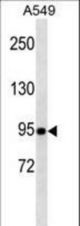 TLE1 Antibody western blot of A549 cell line lysates (35 ug/lane). The TLE1 antibody detected the TLE1 protein (arrow).