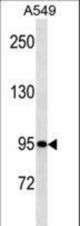 TLE1 antibody western blot of A549 cell line lysates (35 ug/lane). The TLE1 antibody detected the TLE1 protein (arrow).