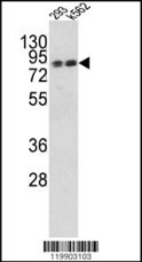 Western blot of TLE2 Antibody (Center) in 293, K562 cell line lysates (35 ug/lane). TLE2 (arrow) was detected using the purified Pab.
