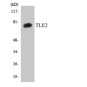 Western blot of the lysates from HT-29 cells using TLE2 antibody.