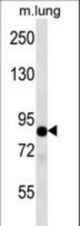 TLE2 Antibody western blot of mouse lung tissue lysates (35 ug/lane). The TLE2 antibody detected the TLE2 protein (arrow).