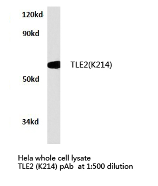 Western blot of TLE2 (K214) pAb in extracts from HeLa cells.