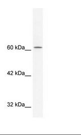 HepG2 Cell Lysate