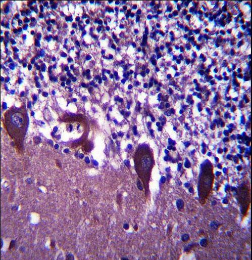 TLE6 Antibody immunohistochemistry of formalin-fixed and paraffin-embedded human cerebellum tissue followed by peroxidase-conjugated secondary antibody and DAB staining.