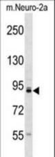 Mouse Tlk1 Antibody western blot of mouse Neuro-2a cell line lysates (35 ug/lane). The Tlk1 antibody detected the Tlk1 protein (arrow).