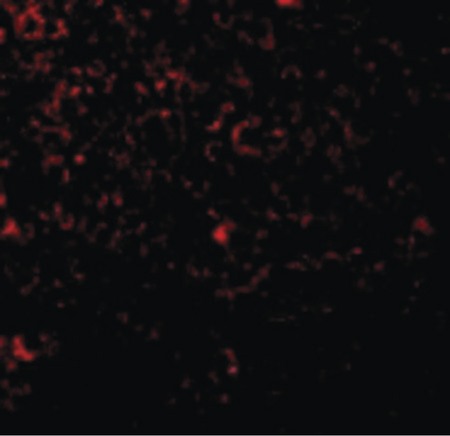 Immunofluorescence of TLR1 in Mouse Spleen cells with TLR1 antibody at 20 ug/ml.