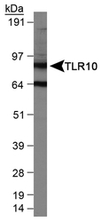 Detection of TLR10 in Ramos whole cell extracts.
