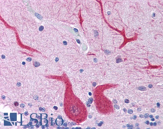 Anti-TLR10 antibody IHC of human brain, cerebellum. Immunohistochemistry of formalin-fixed, paraffin-embedded tissue after heat-induced antigen retrieval. Antibody LS-B625 concentration 5 ug/ml.