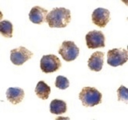 Immunocytochemical staining of RAW264.7 cells using TLR11 antibody at 2 ug/ml.