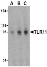 Western blot of TLR11 in RAW264.7 cell lysates with TLR11 antibody at (A) 0.5, (B) 1, and (C) 2 g/ml.