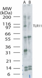 Western blot of TLR11 in mouse kidney without (Lane 1) or with (Lane 2) blocking peptide.