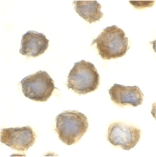Immunocytochemistry of TLR11 in RAW264.7 cells with TLR11 antibody at 10 µg/ml