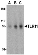 Western blot of TLR11 in RAW264.7 cell lysates with TLR11 antibody at (A) 0.5, (B) 1, and (C) 2 ug/ml.