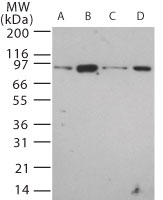 Western blot of TLR12 in 20 ug/lane of mouse (A) brain, (B) heart, (C) small intestine, (D) kidney tissue lysate using antibody at 0.5 ug/ml.