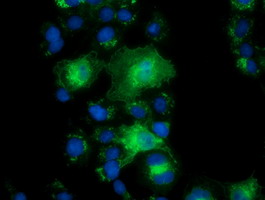 Anti-PYCRL mouse monoclonal antibody immunofluorescent staining of COS7 cells transiently transfected by pCMV6-ENTRY PYCRL.