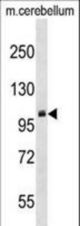 PRMT10 Antibody western blot of mouse cerebellum tissue lysates (35 ug/lane). The PRMT10 antibody detected the PRMT10 protein (arrow).