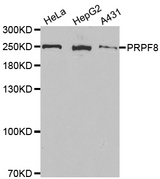 Western blot analysis of extracts of various cell lines, using PRPF8 antibody.