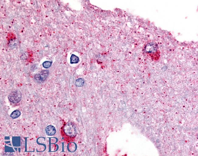 Anti-PYGB antibody LS-A2923 IHC of human brain. Immunohistochemistry of formalin-fixed, paraffin-embedded tissue after heat-induced antigen retrieval.
