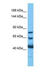 Western blot of PYGM Antibody with human HeLa Whole Cell lysate.