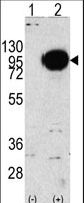 Western blot of PYGM (arrow) using rabbit polyclonal PYGM Antibody. 293 cell lysates (2 ug/lane) either nontransfected (Lane 1) or transiently transfected with the PYGM gene (Lane 2) (Origene Technologies).