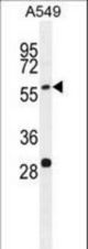 PALM3 Antibody western blot of A549 cell line lysates (35 ug/lane). The PALM3 antibody detected the PALM3 protein (arrow).