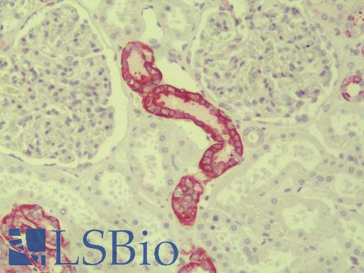 Anti-Paralemmin 3 / PALM3 antibody IHC staining of human kidney. Immunohistochemistry of formalin-fixed, paraffin-embedded tissue after heat-induced antigen retrieval. Antibody LS-B9554 concentration 5 ug/ml.