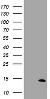HEK293T cells were transfected with the pCMV6-ENTRY control (Left lane) or pCMV6-ENTRY SPG7 (Right lane) cDNA for 48 hrs and lysed. Equivalent amounts of cell lysates (5 ug per lane) were separated by SDS-PAGE and immunoblotted with anti-SPG7.