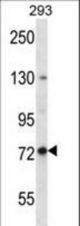 SPG7 Antibody western blot of 293 cell line lysates (35 ug/lane). The SPG7 antibody detected the SPG7 protein (arrow).