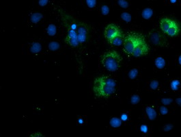 Anti-SPG7 mouse monoclonal antibody immunofluorescent staining of COS7 cells transiently transfected by pCMV6-ENTRY SPG7.