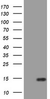 HEK293T cells were transfected with the pCMV6-ENTRY control (Left lane) or pCMV6-ENTRY SPG7 (Right lane) cDNA for 48 hrs and lysed. Equivalent amounts of cell lysates (5 ug per lane) were separated by SDS-PAGE and immunoblotted with anti-SPG7.
