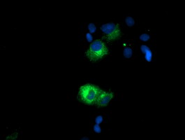 Anti-SPG7 mouse monoclonal antibody immunofluorescent staining of COS7 cells transiently transfected by pCMV6-ENTRY SPG7.