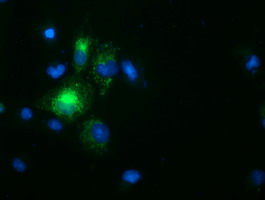 Anti-SPG7 mouse monoclonal antibody immunofluorescent staining of COS7 cells transiently transfected by pCMV6-ENTRY SPG7.