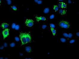 Anti-SPG7 mouse monoclonal antibody immunofluorescent staining of COS7 cells transiently transfected by pCMV6-ENTRY SPG7.