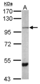 Sample (50 ug of whole cell lysate). A: Mouse brain. 7.5% SDS PAGE. Paraplegin / SPG7 antibody diluted at 1:1000.