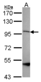 Sample (30 ug of whole cell lysate). A:293T. 7.5% SDS PAGE. Paraplegin / SPG7 antibody diluted at 1:1000.