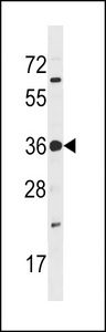 PRPK Antibody (V235) western blot of U937 cell line lysates (35 ug/lane). The PRPK antibody detected the PRPK protein (arrow).