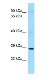 PDCL2 antibody Western Blot of Mouse Testis.