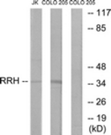 Western blot of extracts from Jurkat/COLO cells, using RRH Antibody. The lane on the right is treated with the synthesized peptide.