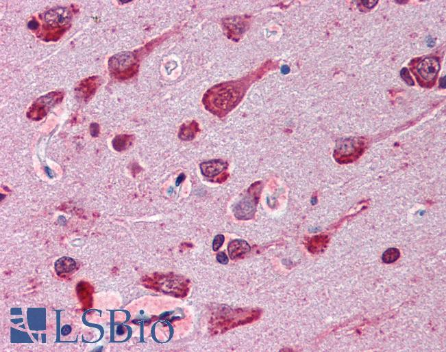 Anti-Phospho-Ser/Thr/Tyr antibody IHC of human brain, cortex. Immunohistochemistry of formalin-fixed, paraffin-embedded tissue after heat-induced antigen retrieval. Antibody LS-B2784 concentration 10 ug/ml.