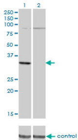 Western blot analysis of PRPS2 over-expressed 293 cell line, cotransfected with PRPS2 Validated Chimera RNAi (Lane 2) or non-transfected control (Lane 1). Blot probed with PRPS2 monoclonal antibody (M02), clone 4C1 . GAPDH ( 36.1 kDa ) used as specificity and loading control.